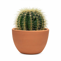 Stickers de Cactus