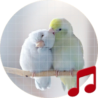 Parrotlet bird sounds ~ Sboard