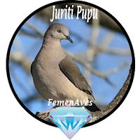 Canto Fêmea de Juriti Pupu