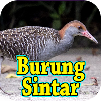 Suara Pikat Burung Sintar