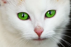 White cats wallpapers Screenshot 0
