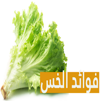 The benefits of lettuce