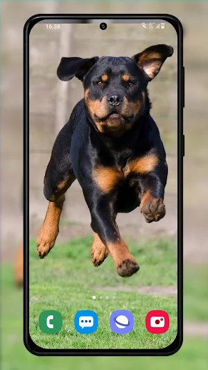 Rottweilers dog wallpapers Screenshot 3