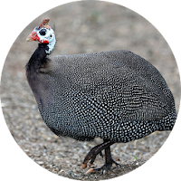 Guinea Fowl Sounds & Calls