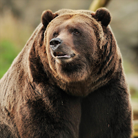Bear Sounds