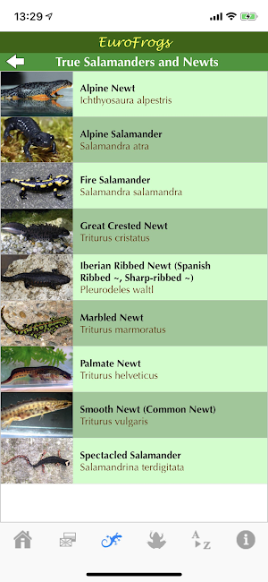 EuroFrogs Screenshot 2