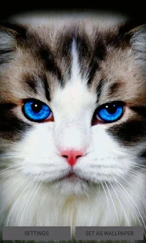 Blue Eyes Cat LWP Screenshot 0