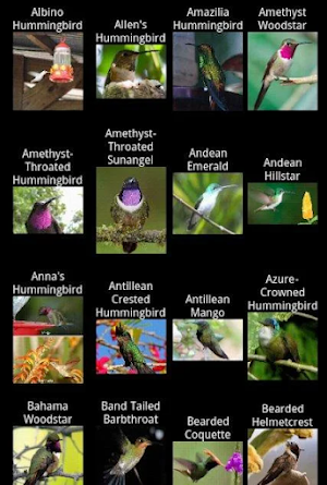 Hummingbird Species Screenshot 1
