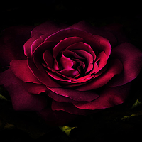 Flower Wallpaper HD