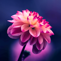 dahlia wallpaper