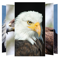 Eagle Wallpaper