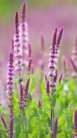 Perennial Sage Wallpaper Screenshot 2