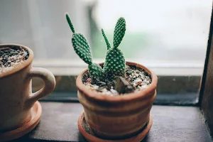 Cactus wallpapers Screenshot 0