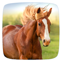 Horse Ringtones