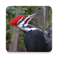 Woodpecker Bird Sounds ~ Sclip.app
