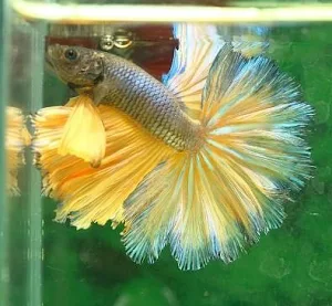Betta Fish Screenshot 3