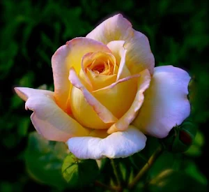 Beautiful roses Screenshot 1