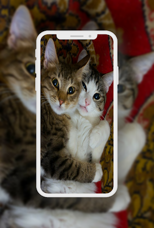 Cute Cat Wallpaper Screenshot 1
