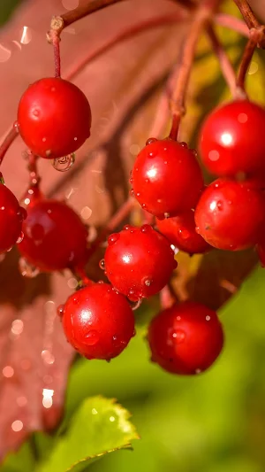 Viburnum Wallpapers Screenshot 2