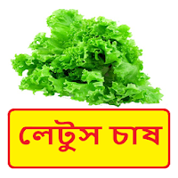 লেটুস চাষ ~Lettuce Cultivation