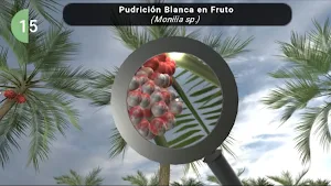 Plagas y Enfermedad Chontaduro Screenshot 3