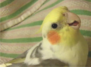 Cockatiel Sounds Offline (Teach Sound) Screenshot 3