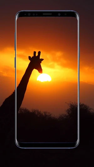 Giraffe Wallpapers Screenshot 1