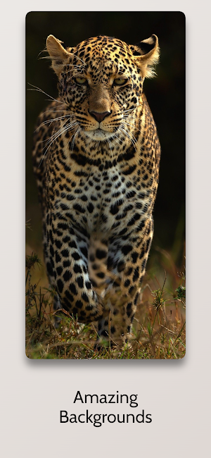 Cheetah Leopard Wallpapers Hd Screenshot 1