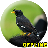 Suara Burung Jalak Kebo MP3 - 