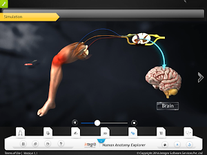 HumanAnatomy-NervousSystem Screenshot 2