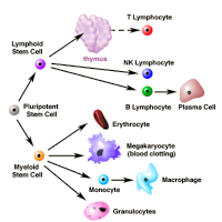 IMMUNOLOGY