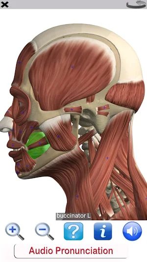 Visual Anatomy Free Screenshot 1
