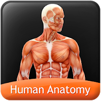 HumanAnatomy-MuscularSystem