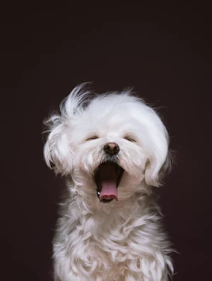 Maltese Dog Wallpapers Screenshot 1
