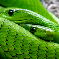 Snake Live Wallpaper Pro