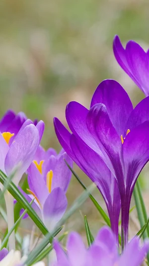 Crocus Wallpaper Screenshot 3