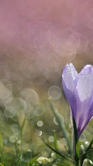 Crocus Wallpaper Screenshot 2