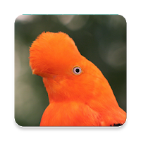 Peru Bird Sound Collections ~ Sclip.app