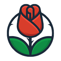 Red Rose Flowers Wallpapers HD