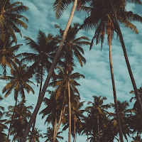 Coconut Tree Wallpaper HD 4K