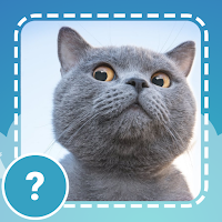 Cats quiz guess kittens cute g