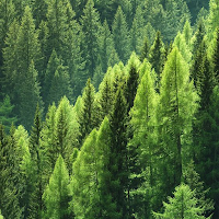 Aesthetic Forest Wallpaper 4K