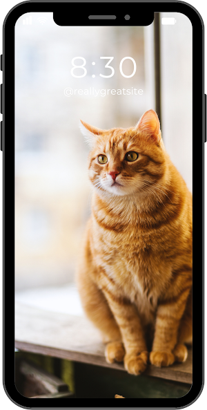 Wallpapers Cats 4k Screenshot 0