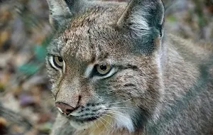 Lynx wallpapers Screenshot 2