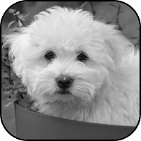 White dogs wallpapers