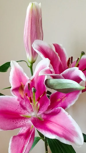 Lily Wallpapers Screenshot 1