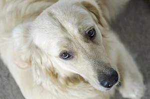 White dogs wallpapers Screenshot 2