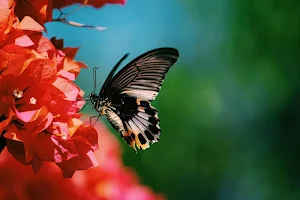 Insects wallpapers Screenshot 1