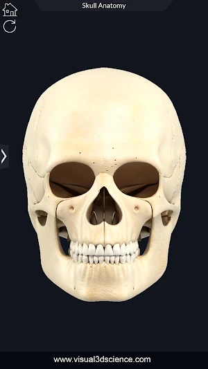 Skull Anatomy Pro. Screenshot 2
