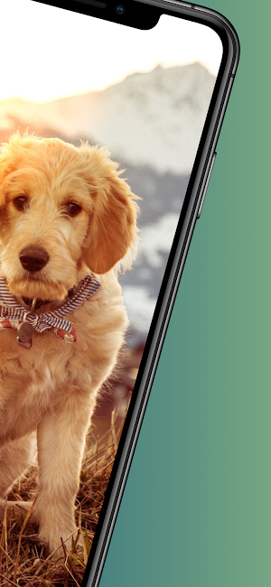 Puppy wallpapers-4k Background Screenshot 1